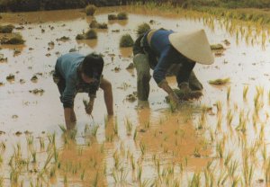 Transplanting Water Rice Seedlings Vietnam Vietnamese Postcard