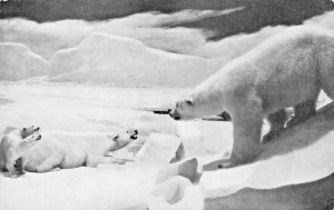 CHICAGO IL~FIELD MUSEUM NATURAL HISTORY~POLAR BEAR-AQUATIC MEMBER~1940s POSTCARD