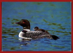 Minnesota - Loon With Baby - State Bird - [MN-101X]