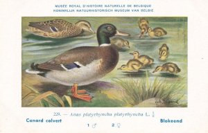 The Mallard Anas Platyrhynchos Antique WW2 Bird Rare Postcard