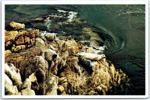 Postcard - Sea Lions At Point Lobos, Big Sur - Carmel, California
