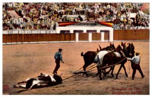 Dead Bull being dragged from by horses from arena
