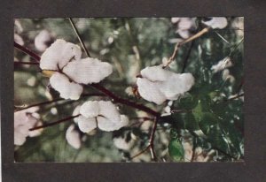 SC NC Balls of Carolina Cotton Farming Harvesting Linen Postcard South North