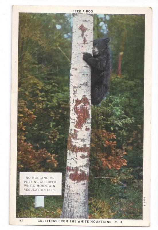 Black Bear Greetings from the White Mountains NH Postcard