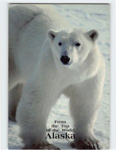 Postcard Polar Bear, From the top of the World, Alaska