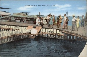 Key West Florida FL Turtle Crawls Sea Turtles Vintage Postcard