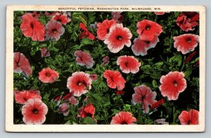 Beautiful Petunias Washington Park MILWAUKEE WI Vintage Postcard A16