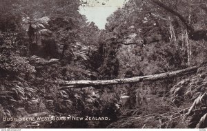 RP; NEW ZEALAND, 1910-1930's; Bush Scene, West Coast