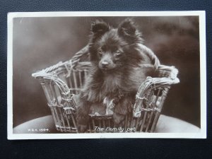 Dogs LITTLE PUPPY IN BASKET The Family Pet c1930 RP Postcard by Wildt & Kray