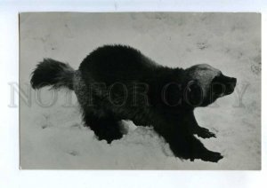 199370 RUSSIA ZOO wolverine old postcard
