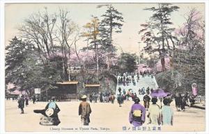 Japan Tokyo Cherry Blossom at Uyeno Park  Colored Postcard