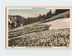 Postcard Avalanche Lilies Following Receding Snows, Rainier National Park, WA