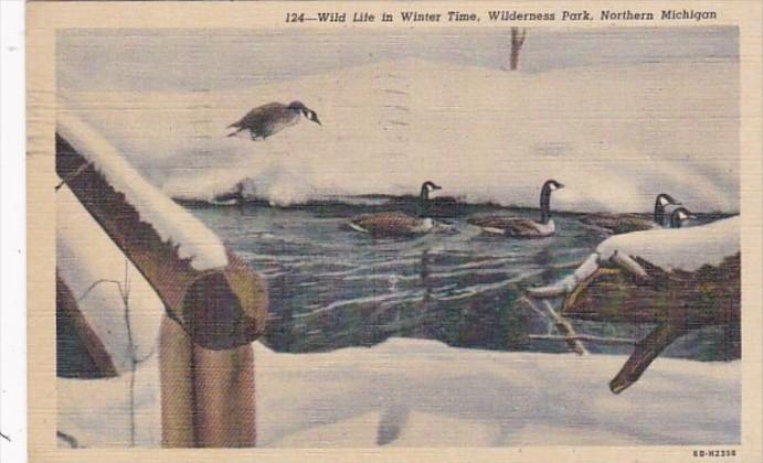 Michigan Wild Life In Winter Wilderness Park 1954 Curteich