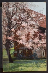 Country Barn Scene - 1907