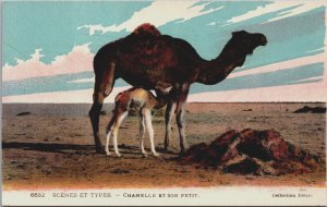 Algeria Scenes Et Types Camels Vintage Postcard C163