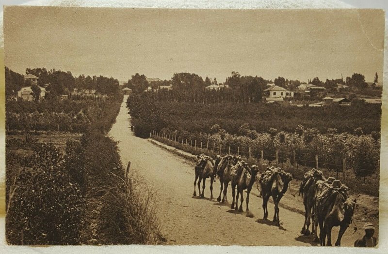 Orange Gardens Palestine Vintage Postcard 