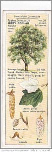 Typhoo Tea Vintage Trade Card Trees Of The Countryside 1936 No 20 Grey Poplar