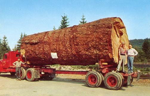 Giant Fir Log on Truck