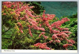 Pink Shower Tree, Hawaii, Chrome Postcard 