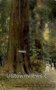 Roosevelt, Big Tree Grove - Santa Cruz, CA