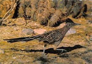 The Road Runner Clown Of The West , Mexico  