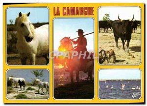 Postcard Modern Camargue Horse Camargue Guardian at sunset