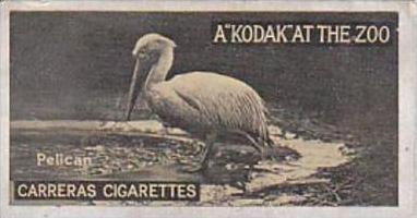 Carreras Cigarette Card Kodak At Zoo 1st Series No 13 Pelican