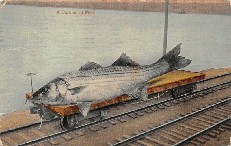 A CARLOAD OF FISH EXAGGERATION ATLANTIC CITY NEW JERSEY POSTCARD 1913