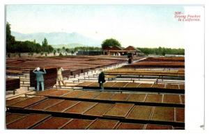 Early 1900s Drying Peaches in California Postcard *5G2