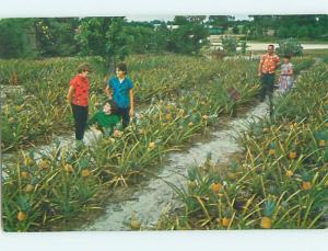 Pre-1980 PLANTATION PARADISE PINEAPPLE Lake Placid - By Sylvan Shores FL hn5571