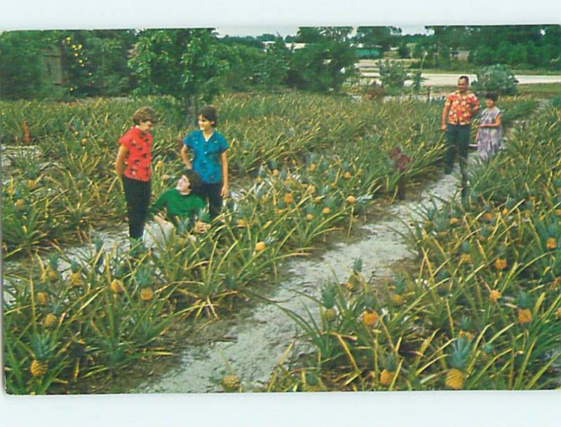 Pre-1980 PLANTATION PARADISE PINEAPPLE Lake Placid - By Sylvan Shores FL hn5571