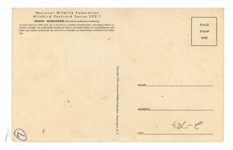 Birds - Downy Woodpecker