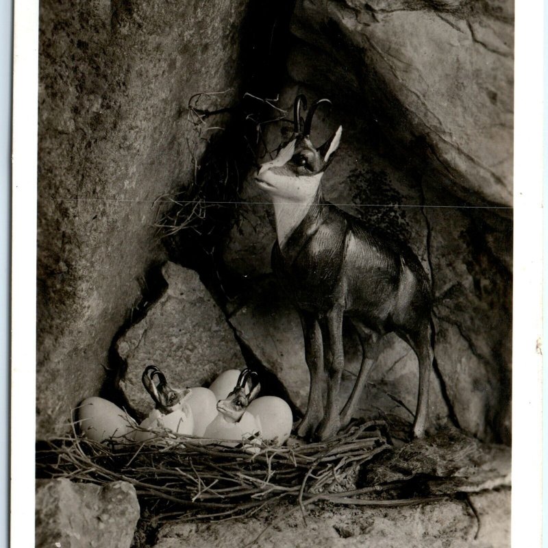 c1930s Bregenz Austria Gamskogel Nest Cute Wood Carved RPPC Cave Photo A148