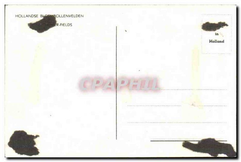 Old Postcard Netherlands Tulips in the fields Folklore