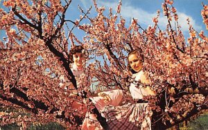 Peach Blossom Spartanburg, South Carolina