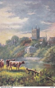 HEREFORD, Cathedral, The Wye Valley,  Cows, 1900-10s; TUCK #7189