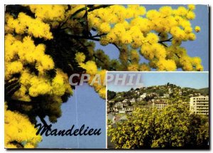 Postcard Modern Country Mandelieu Mimosa general view