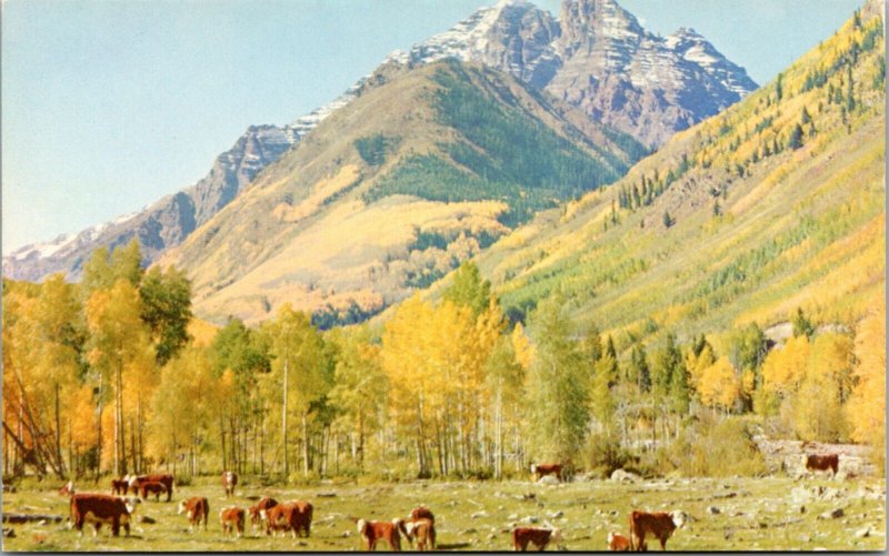 postcard CO - Autumn in the Rockies - cows grazing in valley of mountain