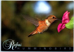 Postcard - Rufous Hummingbird (Selasphorus Rufus) - Mexico