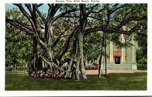 Florida Palm Beach Beautiful Banyan Tree