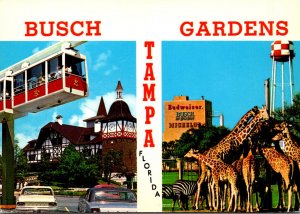 Florida Tampa Busch Gardens Multi View With Giraffes and More