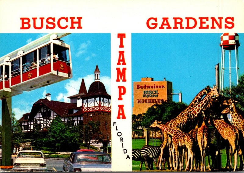 Florida Tampa Busch Gardens Multi View With Giraffes and More