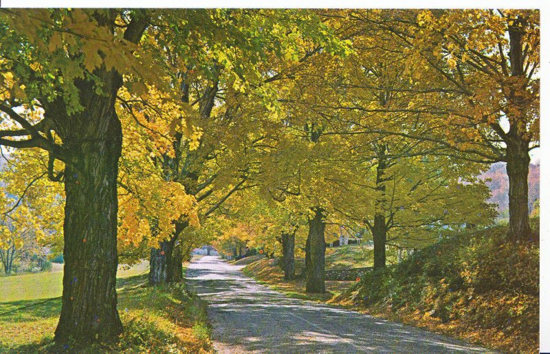 America Postcard - Typical Vermont Country Road in its Early Fall Colors  A7482