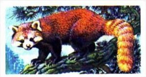 Brooke Bond Trade Card Asian Wildlife No 21 Red Panda