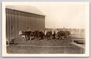 RPPC Heard of Cattle On Farm Cows Real Photo c1915 Postcard S22