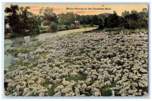 c1910 View of River and Sheep Raising In The Canadian West Canada Postcard