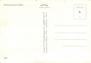 Postcard Chameux Camels Morocco