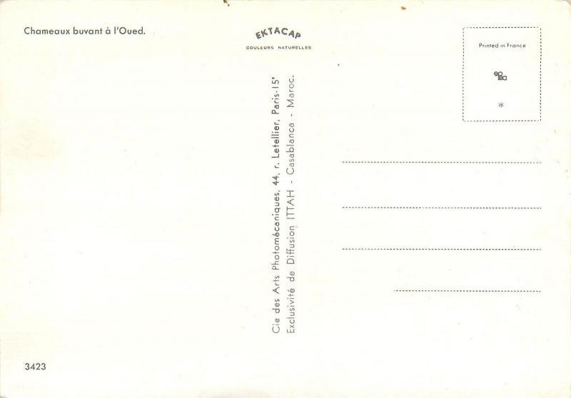 Postcard Chameux Camels Morocco