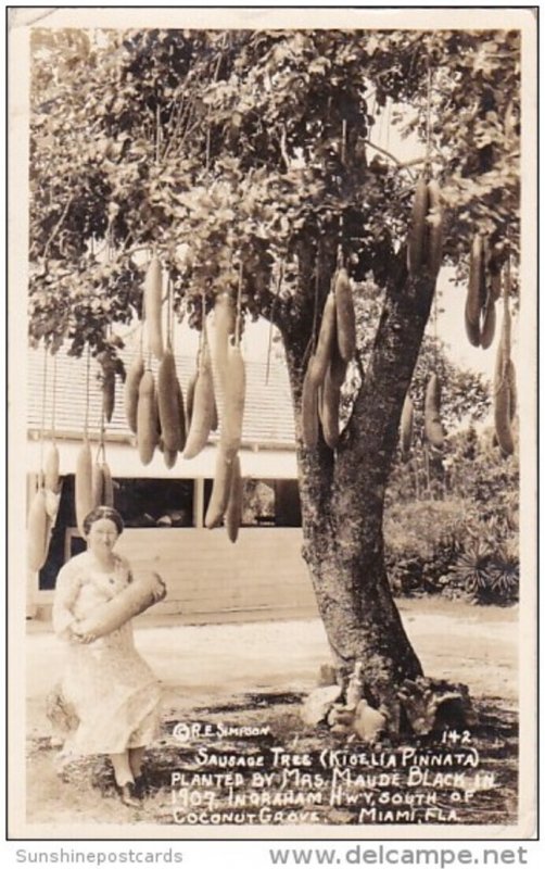 Florida Miami Coconut Grove Sausage Tree Planted By Mrs Maude Black In 1907 R...