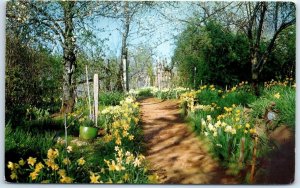 M-91416 McLaughlin's Daffodil Hill Volcano California